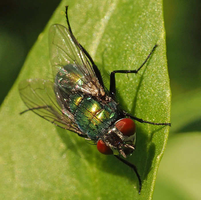 Goldfliege, Lucilia caesar